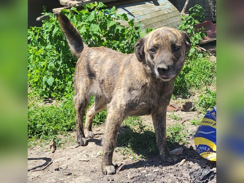 SANDY sucht Menschen zum kuscheln