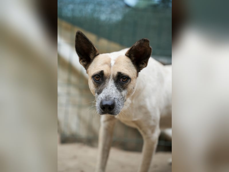 Nala sucht herzliches Zuhause