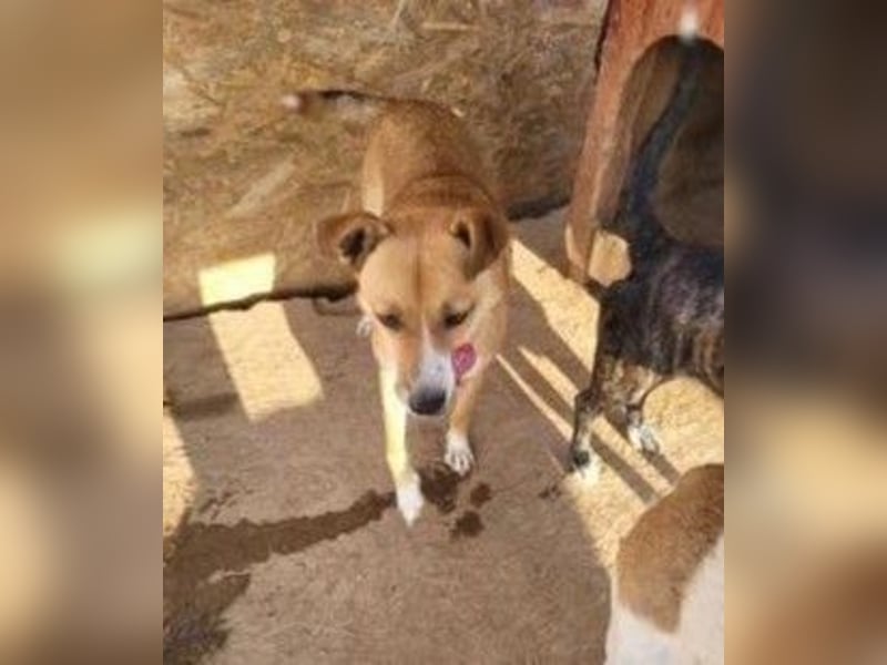 Schüchterne BELINDA