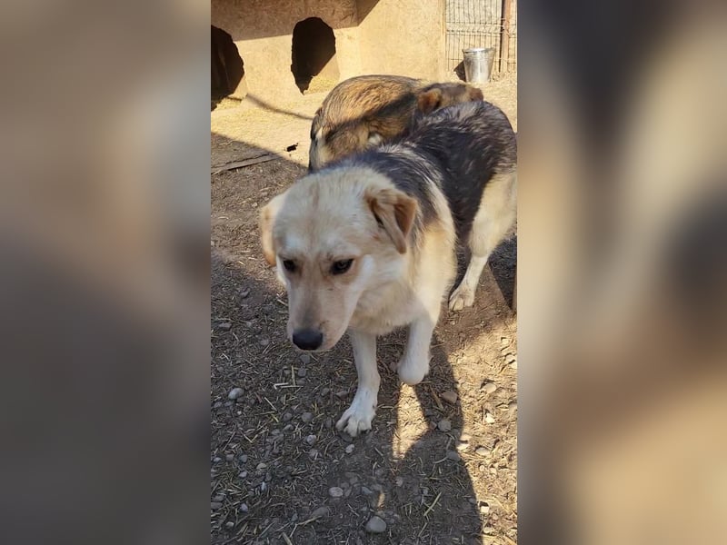 Junghund RUDI verschenkt sein Herz