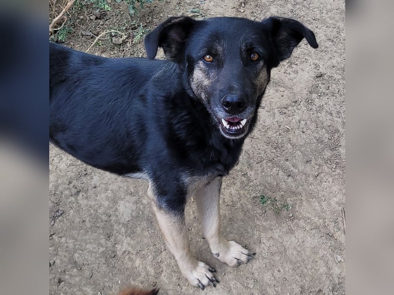 Treue SAMMY sucht ihr Zuhause