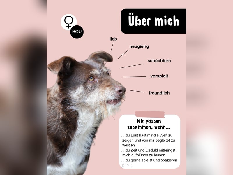 SHIRA - freundliche Hündin