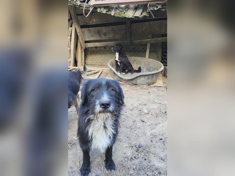 BLACKY möchte das Leben kennenlernen
