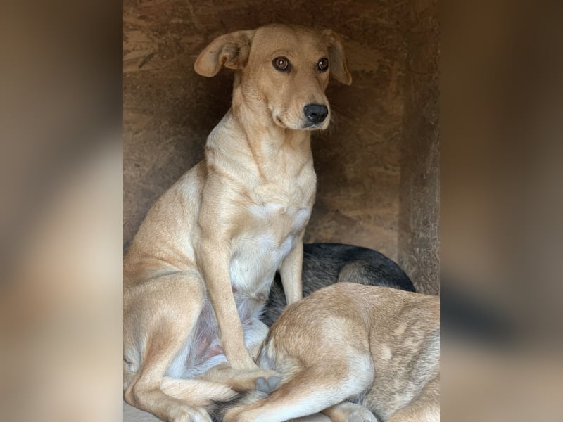 Schüchterne PUCHY sucht ein Zuhause