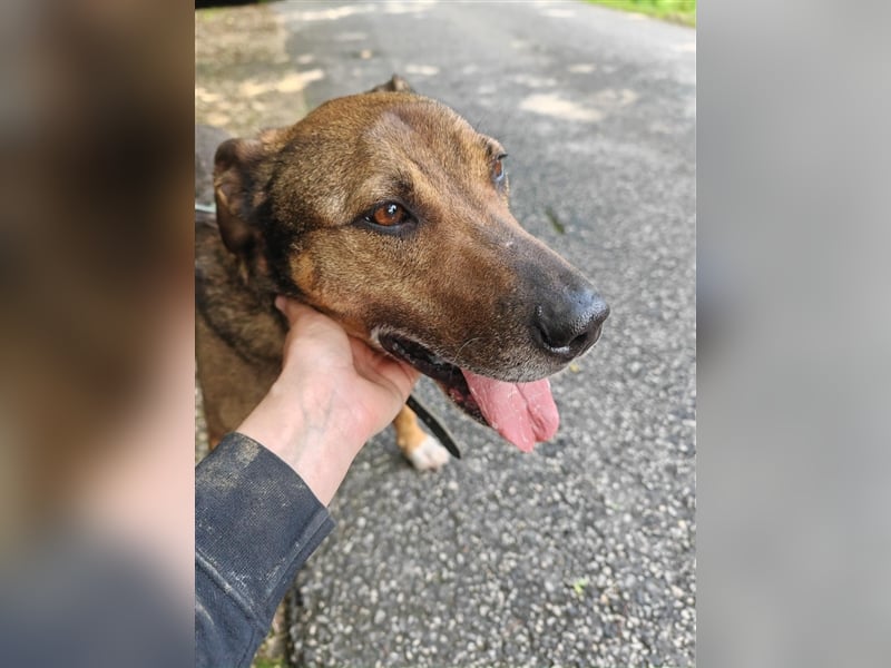 Voni sucht sein forever home ❤️