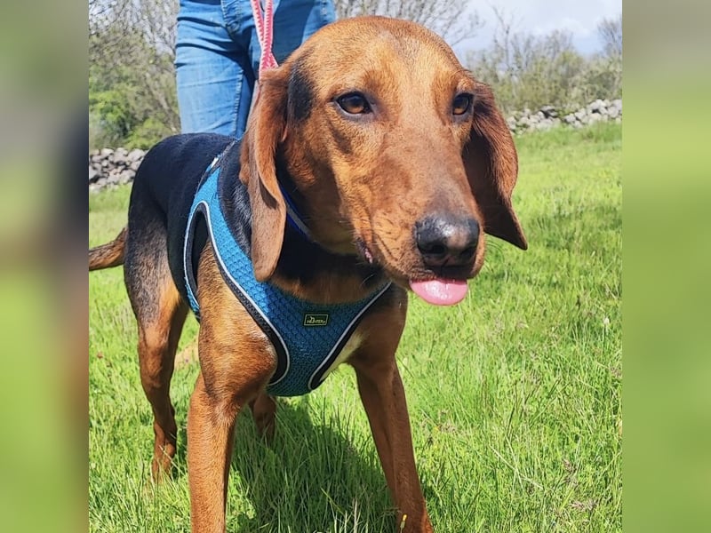 Tilly sucht ihr forever Home❤️