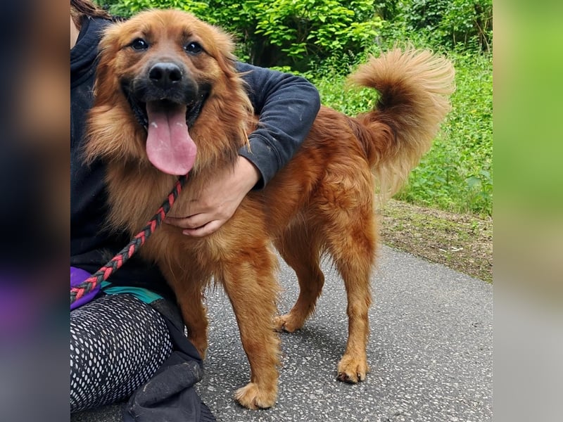 Hübscher Reno sucht ein Zuhause ❤️