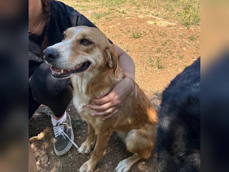 Zarte Seele Sanja sucht Für-Immer-Zuhause❤️