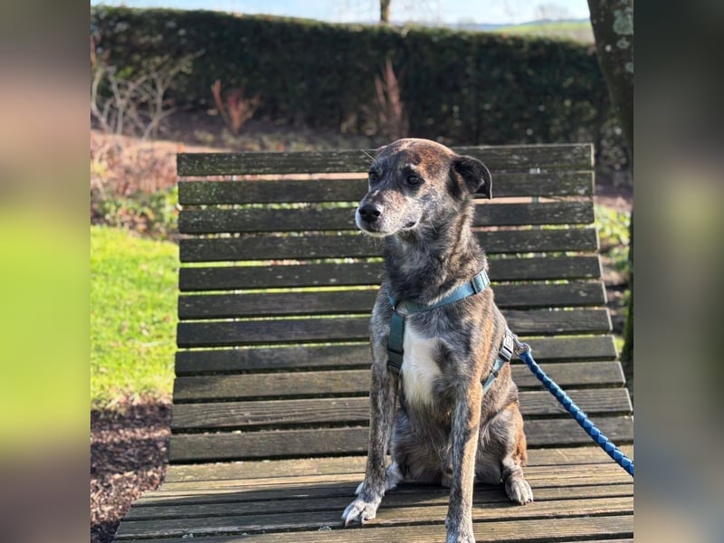 Vermittlungshilfe für Jack ❤️