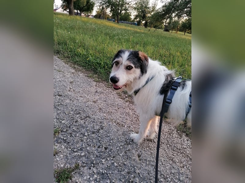 Kuschelbär Sirius sucht sein Zuhause ❤️