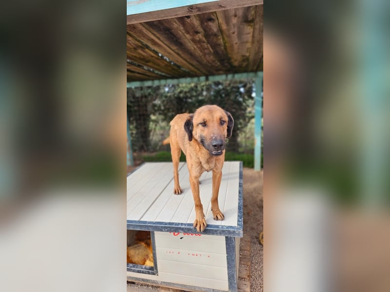 Lieber ROCCO sucht sein Zuhause❤️