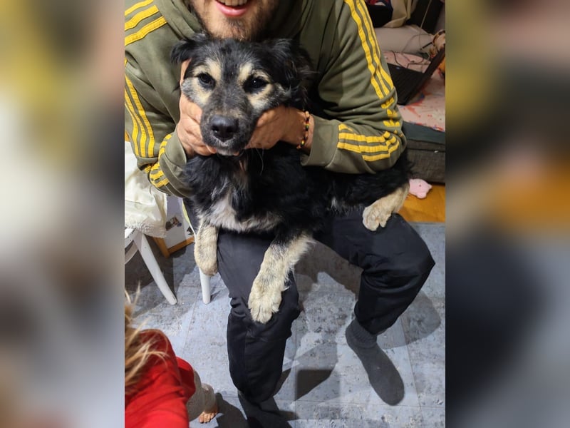 Mirta sucht ihr forever Home❤️