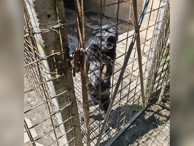 Pici sucht dringend ein Zuhause ❤️