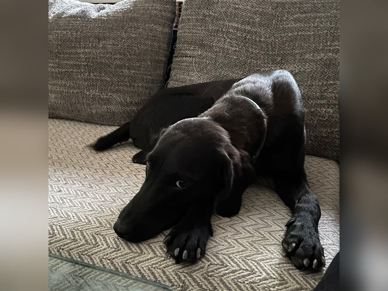 Süßmann Kaz sucht sein Für-Immer-Körbchen