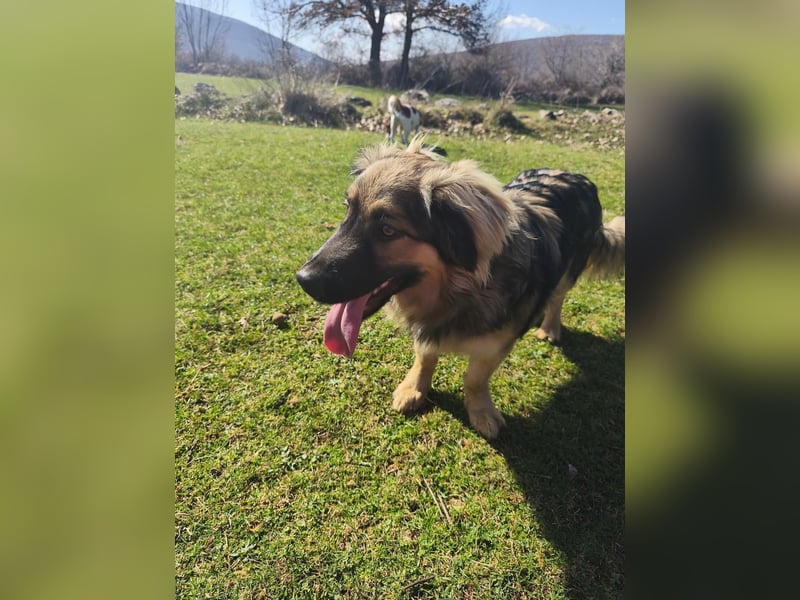 Sanfter Ozzy sucht seine Familie ❤️