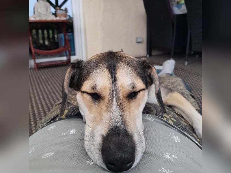 Ronja sucht ein Zuhause oder eine PS