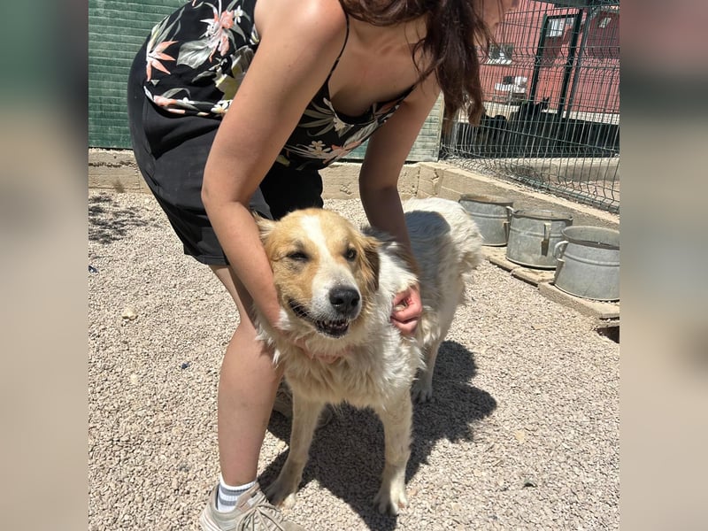 Ramona wartet im Shelter auf ihre Familie ❤️