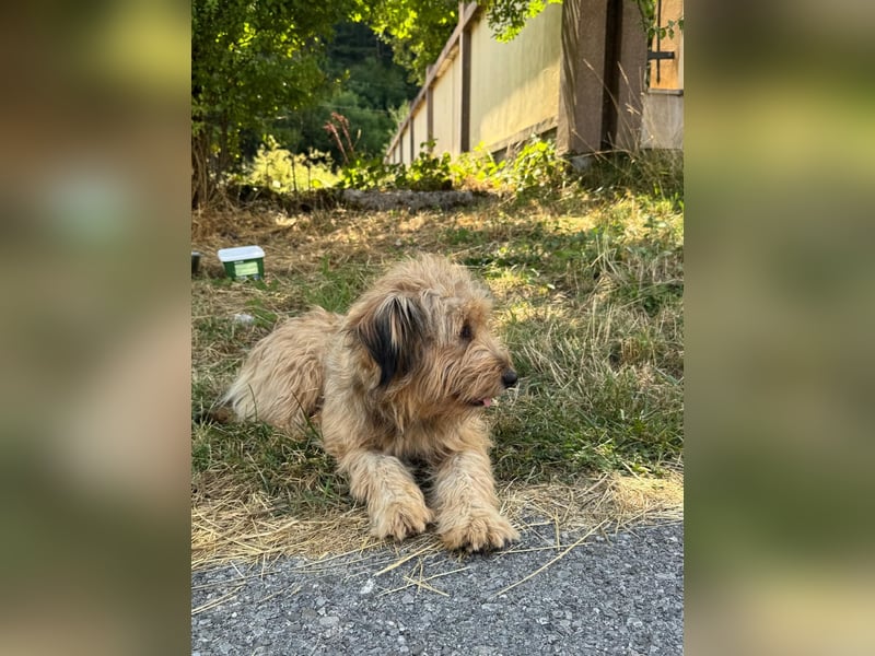 Hundemama Cupka sucht liebevolles Zuhause ❤️