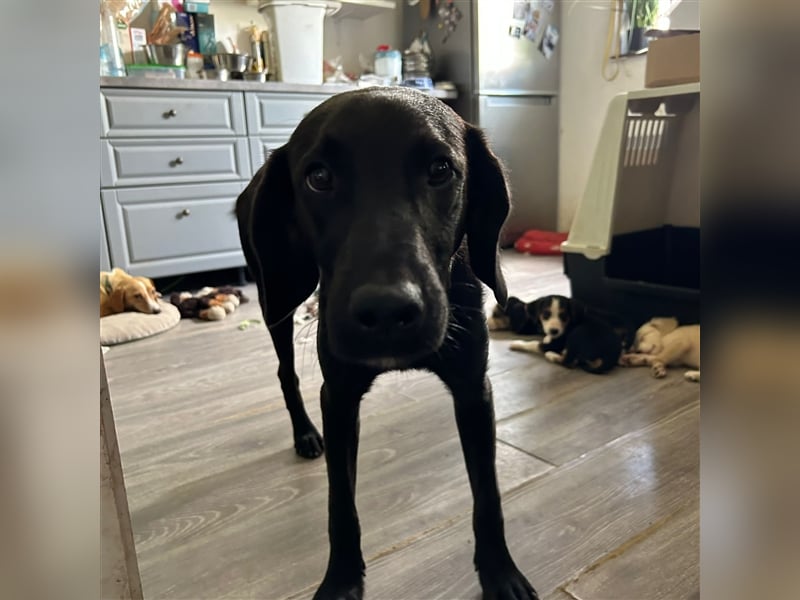 Süßmann Kaz sucht sein Für-Immer-Körbchen