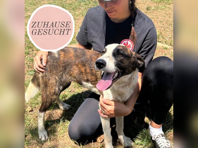 Menschenbezogene Apricot sucht ihr Zuhause ❤️