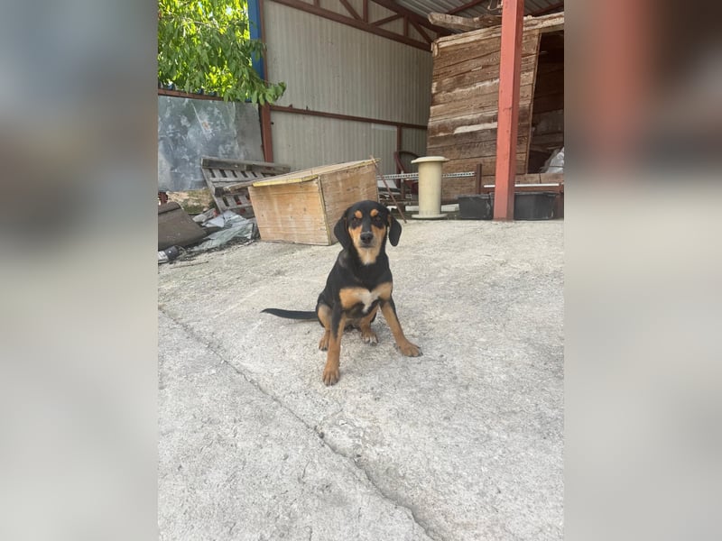 Vermittlungshilfe für Lola❤️