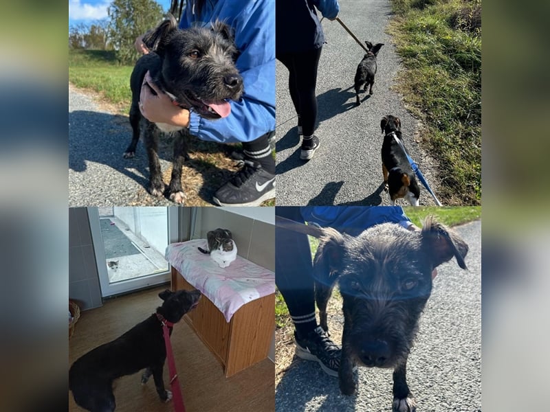 Ponsi sucht sein forever Home ❤️