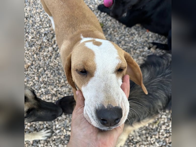 Rain sucht forever Home❤️