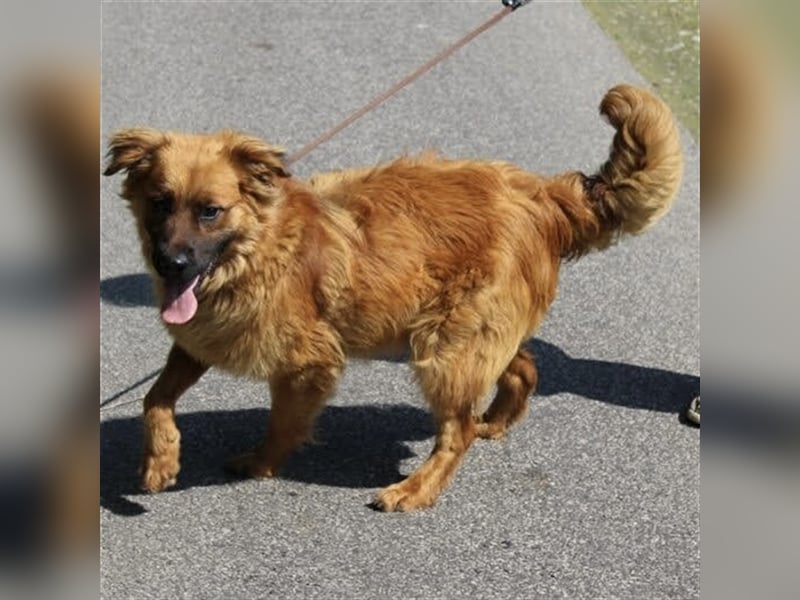 Hübscher Reno sucht ein Zuhause ❤️