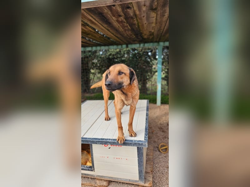 Lieber ROCCO sucht sein Zuhause❤️