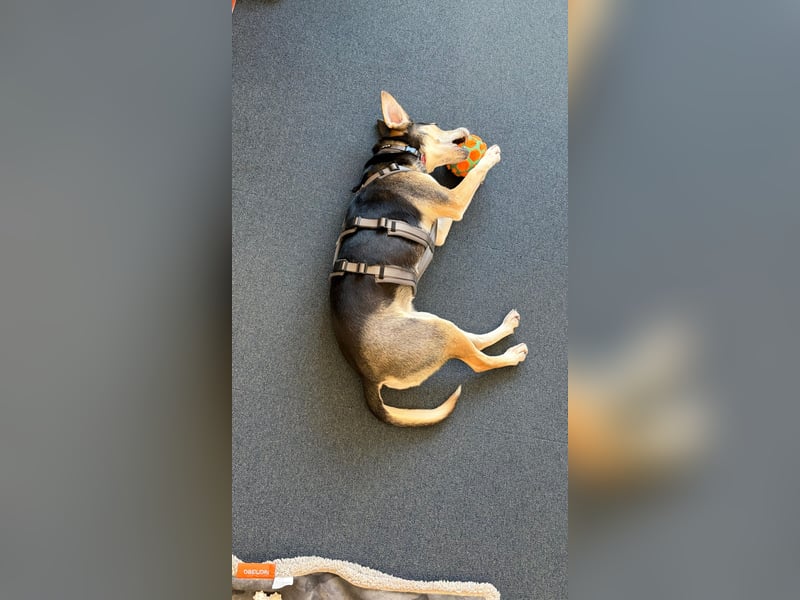 Ronja sucht ein Zuhause oder eine PS