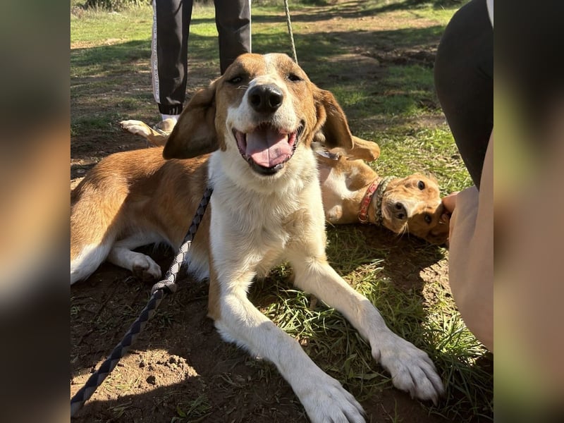 Zuhause gesucht für die wundervolle Renne ❤️