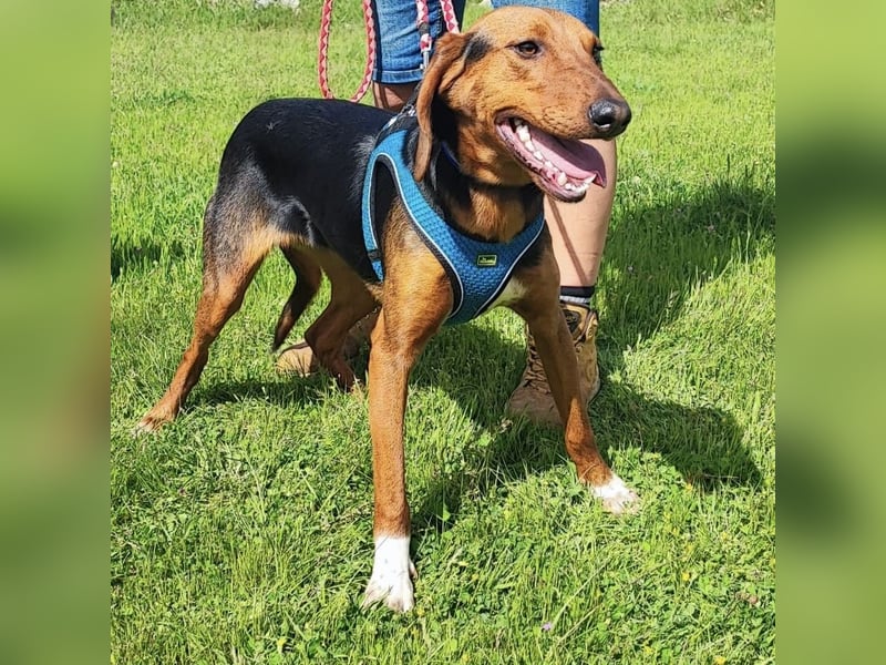 Tilly sucht ihr forever Home❤️