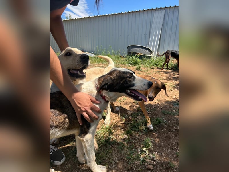 Menschenbezogene Apricot sucht ihr Zuhause ❤️