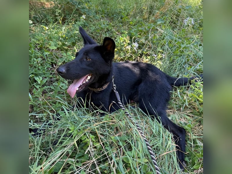 Mario sucht sein Für-immer-Zuhause ❤️