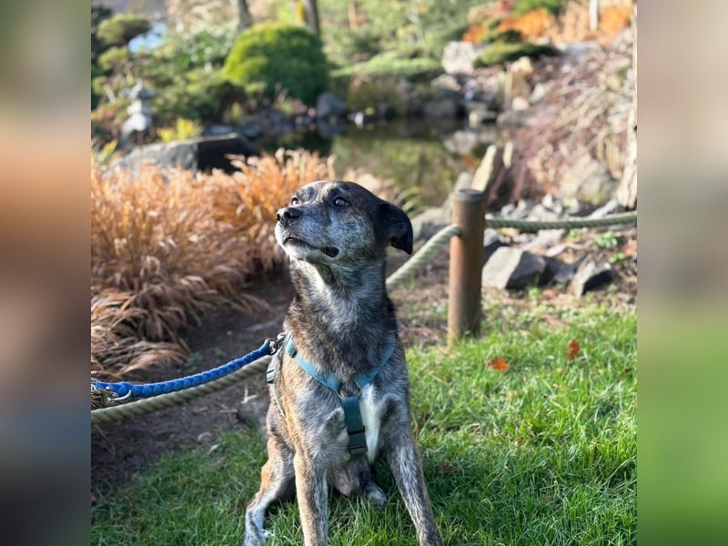 Vermittlungshilfe für Jack ❤️