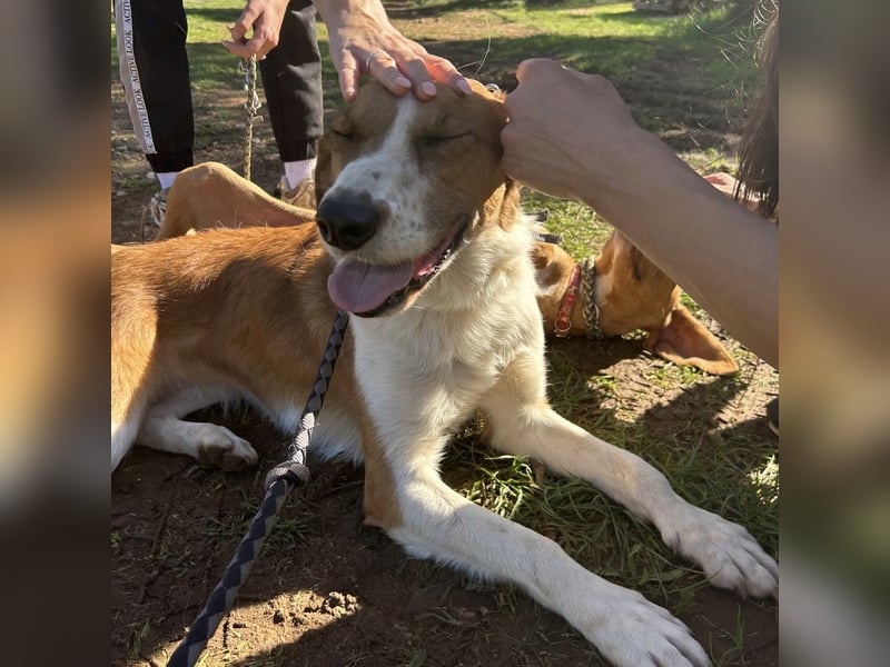 Zuhause gesucht für die wundervolle Renne ❤️