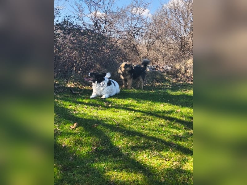 Sanfter Ozzy sucht seine Familie ❤️