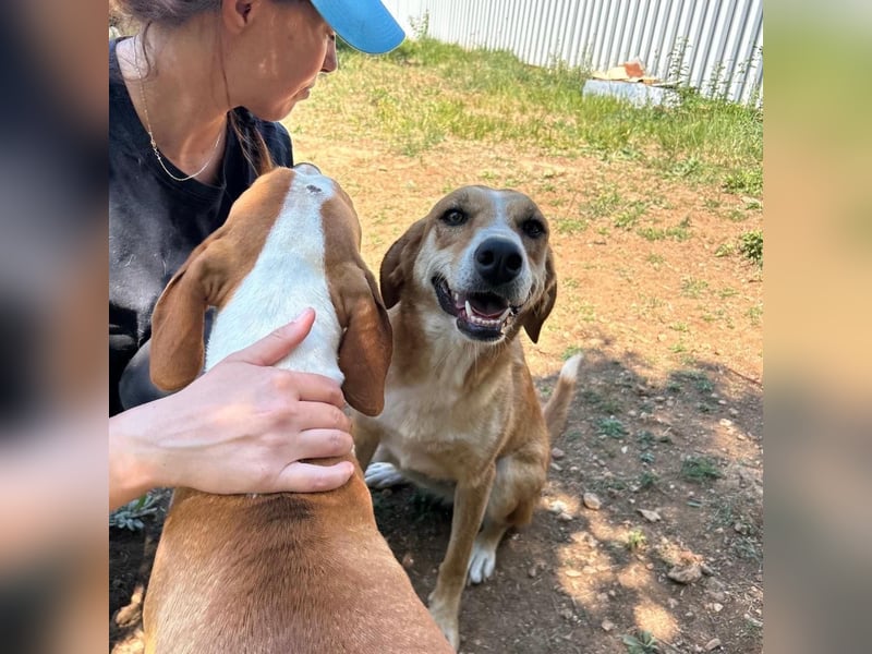 Zarte Seele Sanja sucht Für-Immer-Zuhause❤️