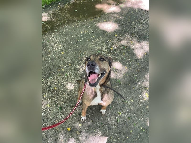 Voni sucht sein forever home ❤️