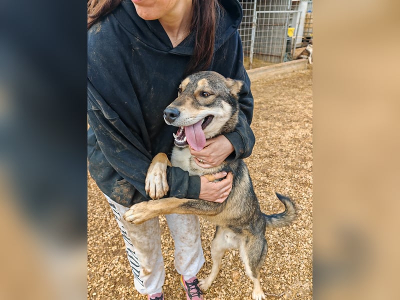 ARTHUR sucht seine Für-Immer-Familie❤️