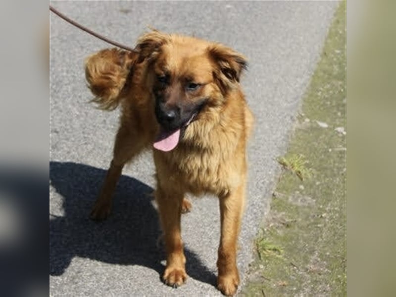 Hübscher Reno sucht ein Zuhause ❤️