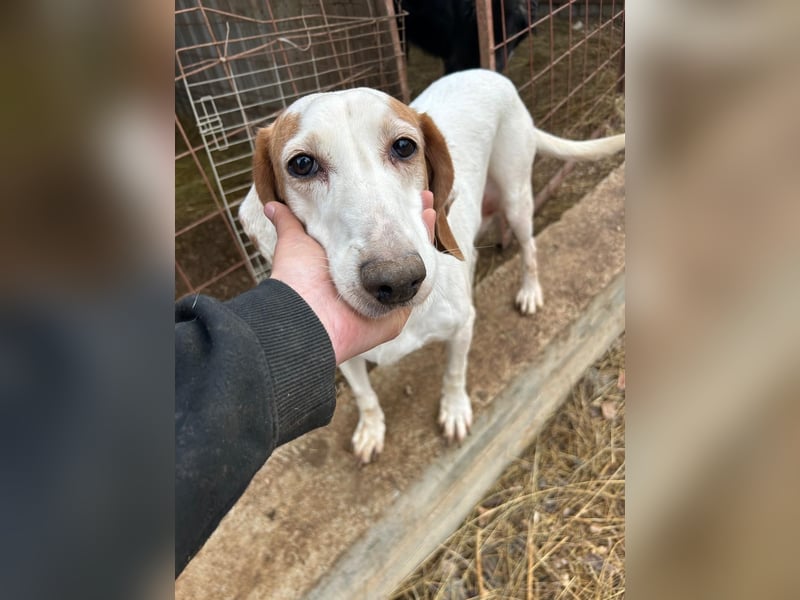 Zarte IRMA sucht Zuhause oder PS ❤️