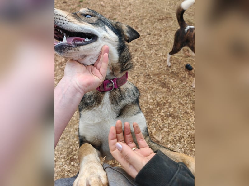 ARTHUR sucht seine Für-Immer-Familie❤️