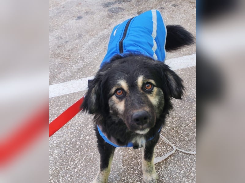 Mirta sucht ihr forever Home❤️