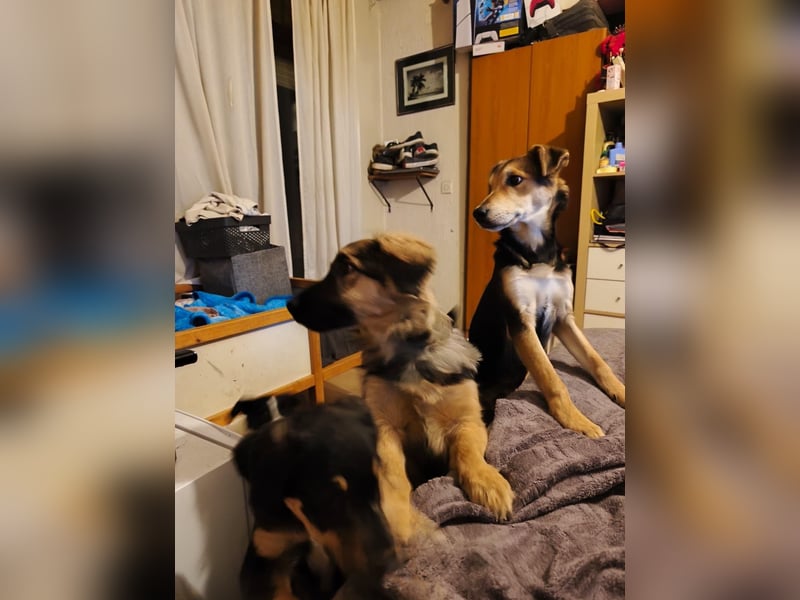 Sanfter Ozzy sucht seine Familie ❤️