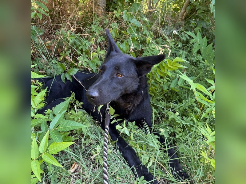 Mario sucht sein Für-immer-Zuhause ❤️