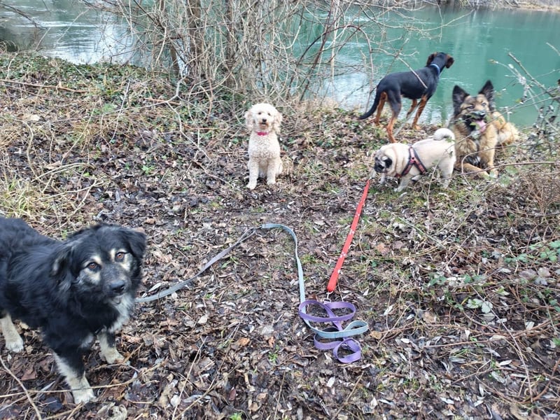 Mirta sucht ihr forever Home❤️