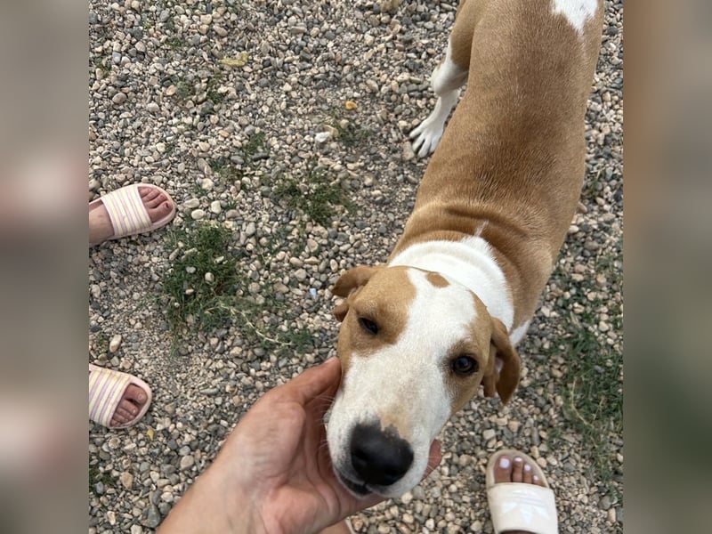 Rain sucht forever Home❤️