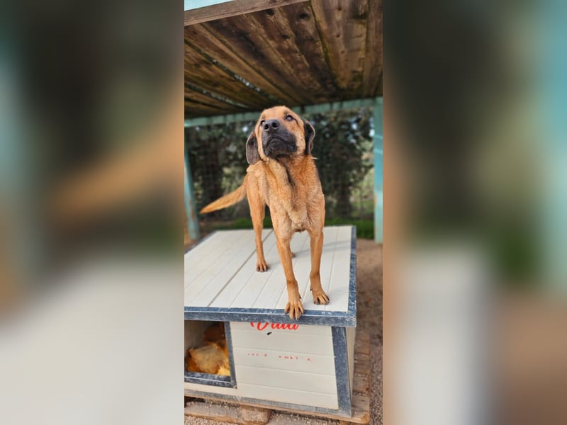 Lieber ROCCO sucht sein Zuhause❤️