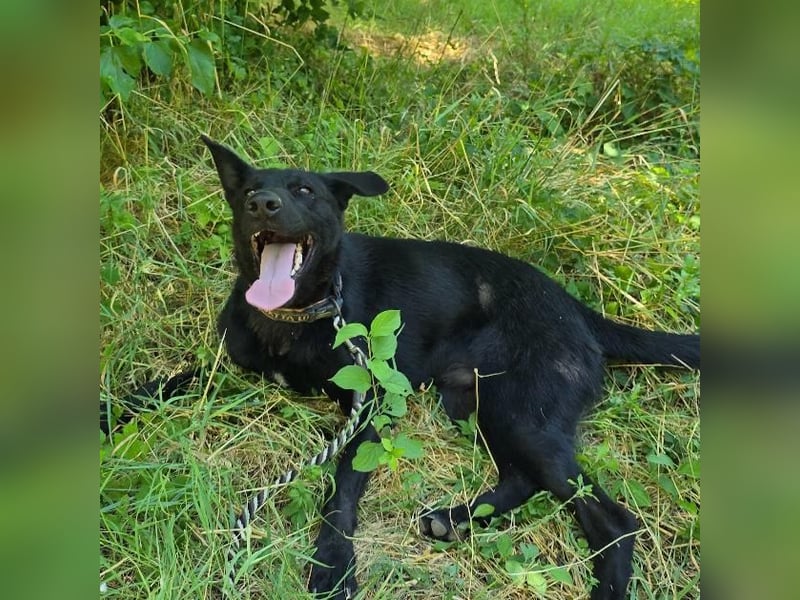 Mario sucht sein Für-immer-Zuhause ❤️